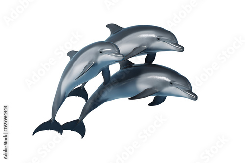 Three sleek dolphins swimming together in graceful formation isolated on transparent background