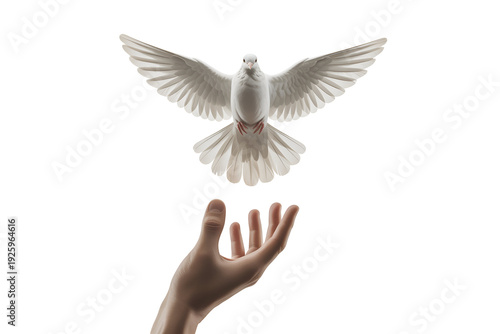 White dove flying towards outstretched hand in peaceful gesture isolated on transparent background