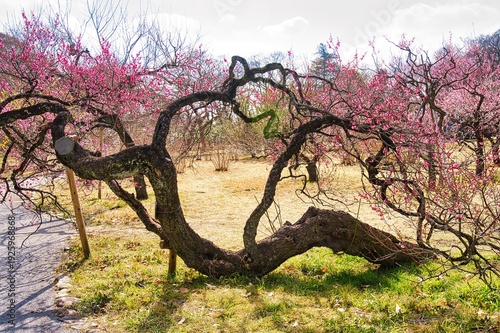 神代植物公園の梅