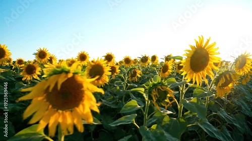 Golden Sunflowers Field at Sunset, Blooming Nature, Summer Landscape