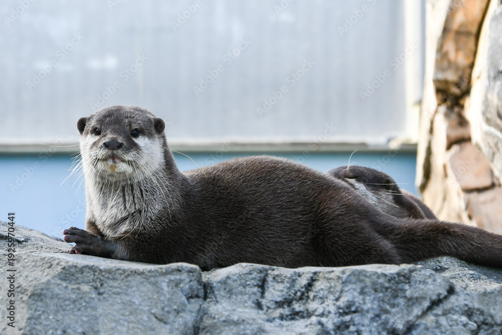 Obraz premium コツメカワウソ Asian small-clawed otter