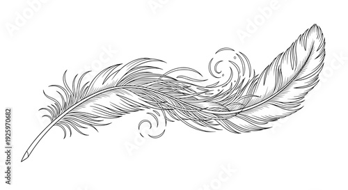 Detailed Illustration of a Feather.