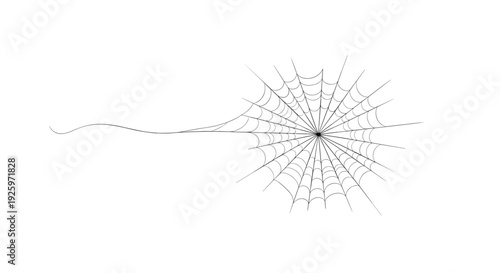 Spider Web with Dew Drops and Spider.