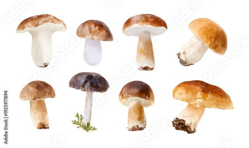 set of varios boletus mushrooms, Airbrush illustration on white