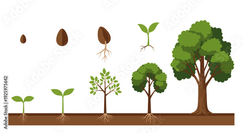 Illustrative diagram showing the different stages of tree growth, from seed to fully grown tree