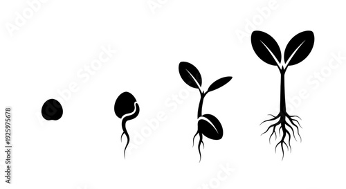 The life cycle of a seed growing into a plant in stages