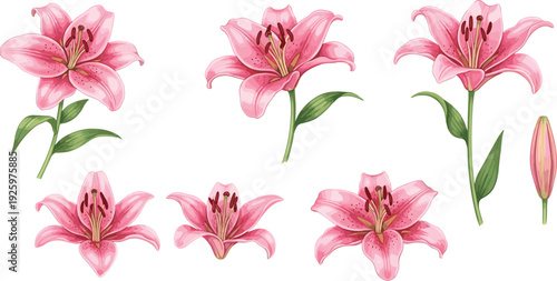 Pink lily flower vector illustration set with realistic petals and buds isolated on white background for floral design