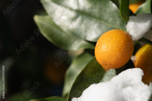 雪の積もったオレンジ色の金柑