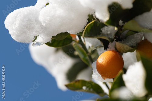 雪の積もったオレンジ色の金柑