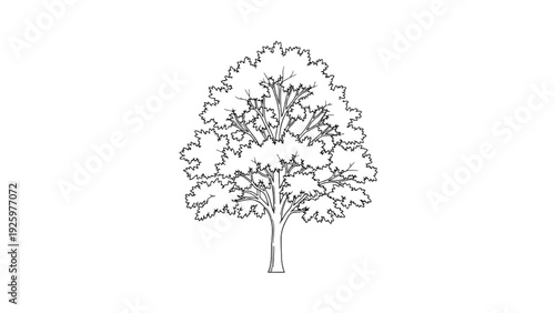 Black and white illustration of a deciduous tree with lush foliage against a white background