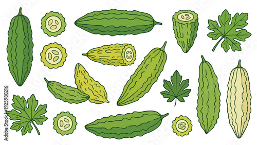 Bitter Melon Illustration Set Whole and Sliced