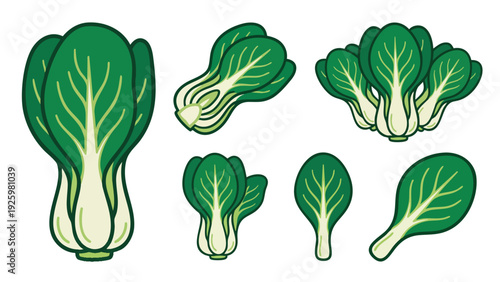 Bok Choy Illustration Collection with Whole and Leaf Forms