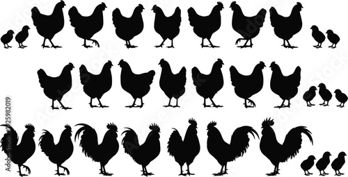 Collection of black rooster hen and chick silhouettes for farm poultry livestock agriculture and organic food logo designs and icons