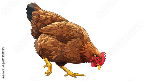 Brown Hen Illustration Pecking Isolated. Farm Animal Foraging. Detailed Domestic Fowl Graphic.