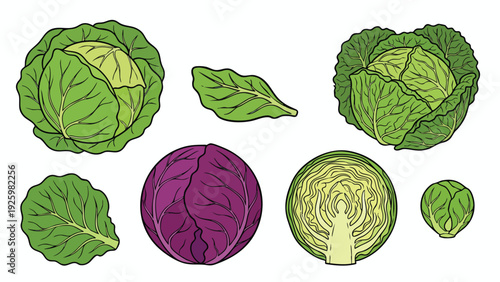 Cabbage Illustration Set with Green and Purple Cabbage