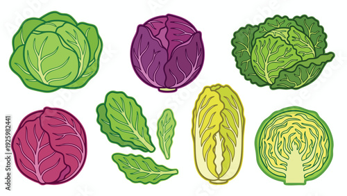 Cabbage Illustration Set with Green Purple and Napa Cabbage