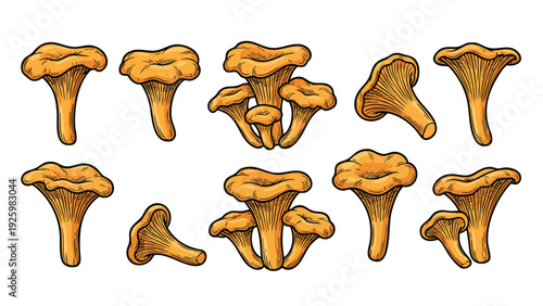 Chanterelle Mushroom Illustration Set with Whole and Cluster Mushrooms