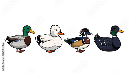 Different Cartoon Duck Species Set. Vector Illustration of Mallard, White, Wood Duck, and Dark Duck on White Background.