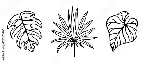 Tropical plant leaves, vector icon set. Monstera, fan palm, anthurium. Hand drawn botanical clipart, exotic foliage. Black and white drawing, floral silhouette. Jungle, rainforest. For design, print