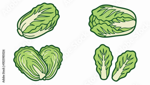 Chinese Cabbage Vector Set with Whole and Leaf Napa Cabbage