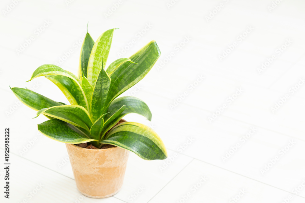 Fototapeta premium 観葉植物