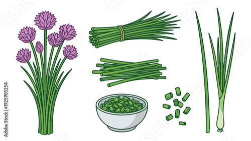 Chives Vector Illustration Set