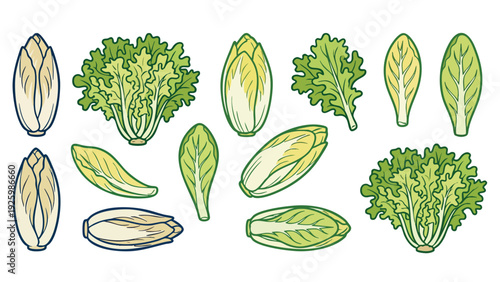 Endive and Chicory Vegetable Vector Set with Leaves and Heads