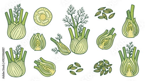Fennel Vegetable Vector Set with Whole Bulb Slices Leaves and Seeds