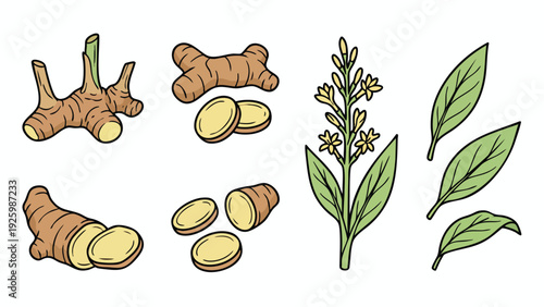 Galangal Root Leaves and Flower Illustration Hand Drawn Botanical Vector Set