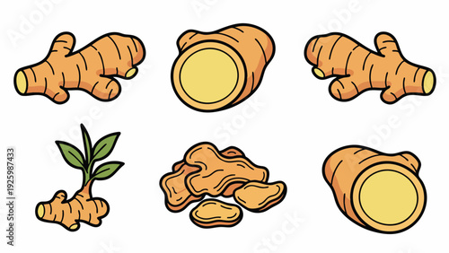 Ginger Root Illustration Set with Slices and Sprout Hand Drawn Botanical Vector
