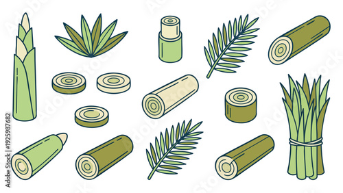 Hearts of Palm Illustration Set with Stems Slices and Leaves Hand Drawn Vector