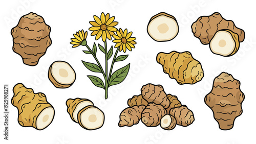 Jerusalem Artichoke Illustration Set with Tubers Slices and Flower Hand Drawn Vector