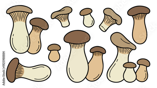 King Oyster Mushroom Illustration Set with Whole Mushrooms and Variations Hand Drawn Vector