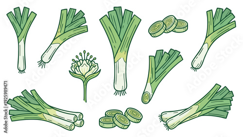 Leek Icon Set with Whole Stalks Slices Bundles and Flower Hand Drawn Vector