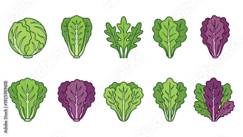 Lettuce Illustration Set with Green and Purple Leafy Varieties Hand Drawn Vector
