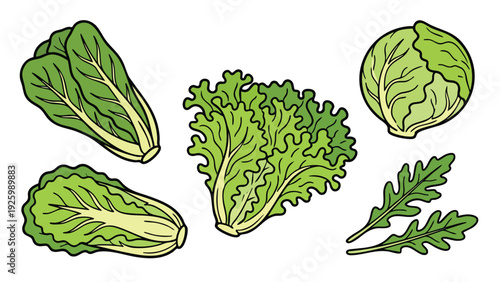 Lettuce Variety Icon Set with Leaf Romaine and Head Lettuce Vector