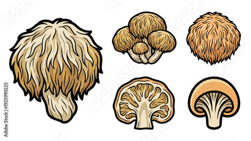 Lion Mane Mushroom Icon Set with Whole and Cut Medicinal Fungi Vector