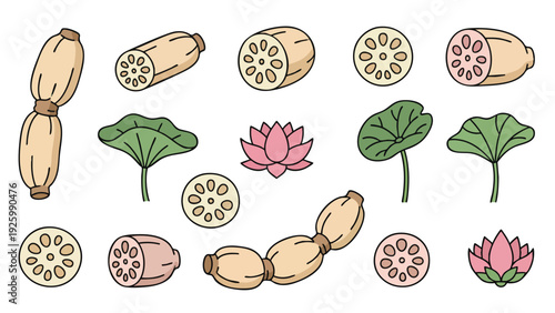 Lotus Root Icon Set with Whole Sliced Root Leaves and Flower Vector