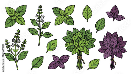 Basil Herb Illustration Set Leaves Flowers and Bundles