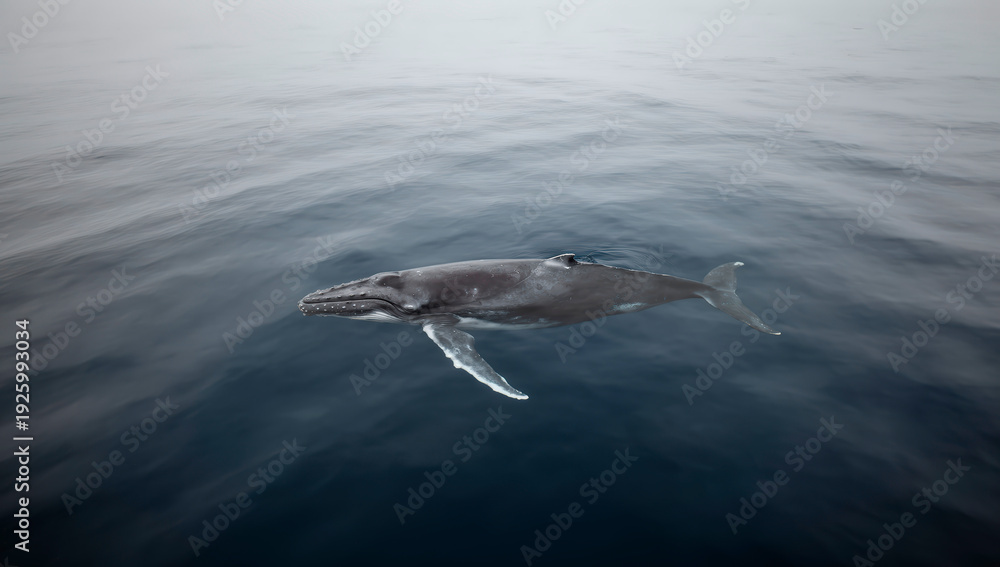 Fototapeta premium ballena gris, ballena, mar, oceáno, acuático, mamífero, corcovado, delfines, aleta, cola, azul, azul marino, naturaleza, olas, animal, fauna, salto, peces, inhospitalario, pacífico, observación, natac