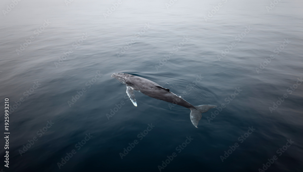 Fototapeta premium ballena gris, ballena, mar, oceáno, acuático, mamífero, corcovado, delfines, aleta, cola, azul, azul marino, naturaleza, olas, animal, fauna, salto, peces, inhospitalario, pacífico, observación, natac