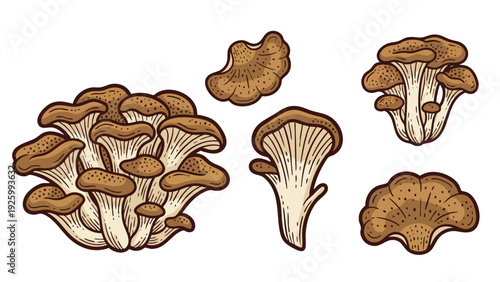 Maitake Mushroom Illustration Set with Whole Cluster and Individual Forms Vector