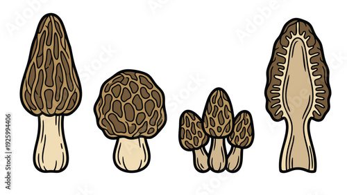 Morel Mushroom Illustration Set with Whole Cluster and Cut View Vector