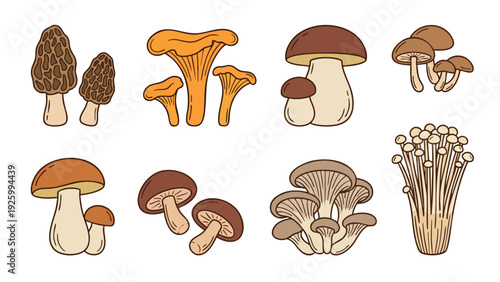 Edible Mushroom Illustration Collection with Morel Chanterelle and Forest Fungi Vector
