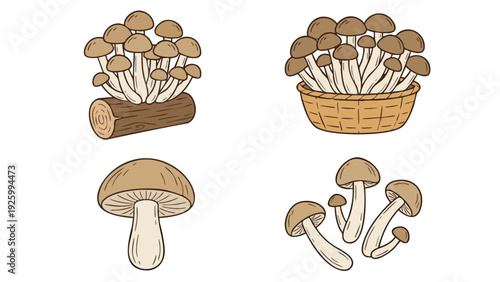 Shimeji Mushroom Illustration Set with Beech Mushrooms Basket and Log Vector