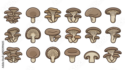 Oyster Mushroom Illustration Set with Whole Cluster Caps and Stems Vector