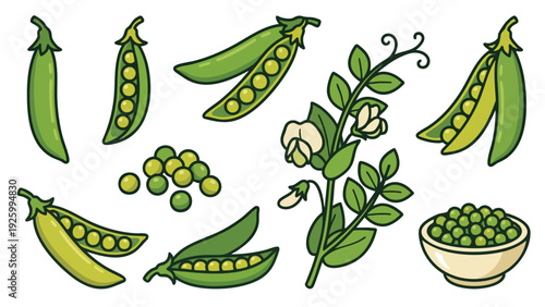 Green Peas Pods Plant and Shelled Peas Vector Illustration Set