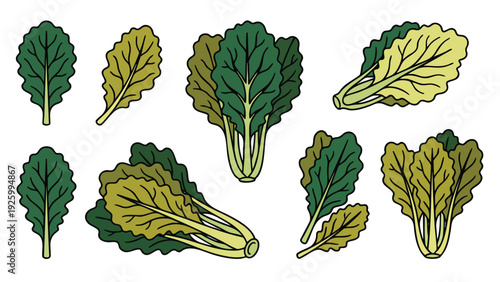 Mustard Greens Leaf Illustration Set with Whole Bunch and Individual Leaves Vector