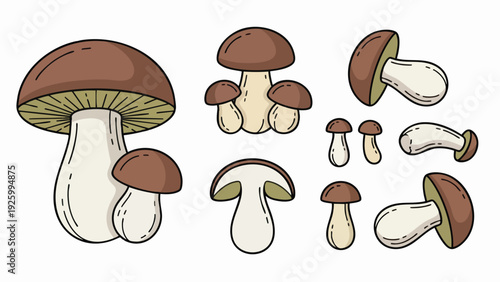 Porcini Mushroom Illustration Set with Whole and Cut Mushrooms Vector