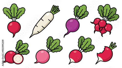 Radish Vegetable Set Vector Illustration